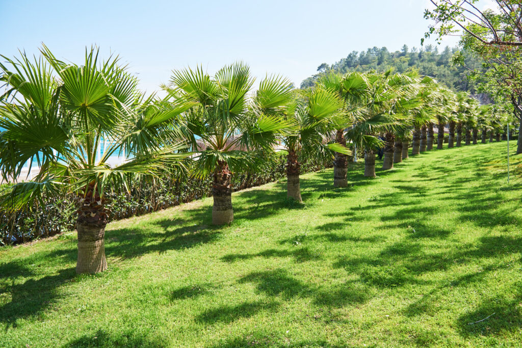 Line of Palm Trees